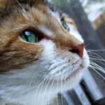 Durchfallkatze