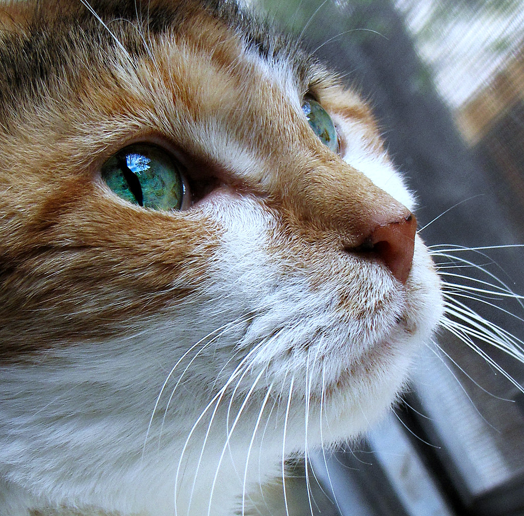 Durchfallkatze