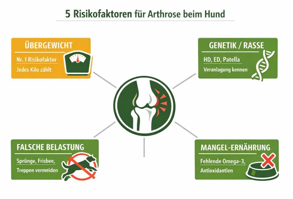 Die fünf größten Risikofaktoren für Arthrose beim Hund