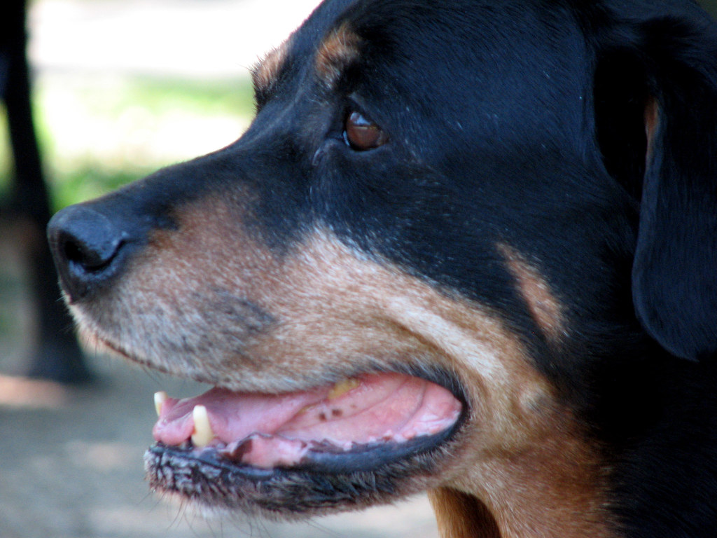 Zahnfleisch Hund Rottweiler