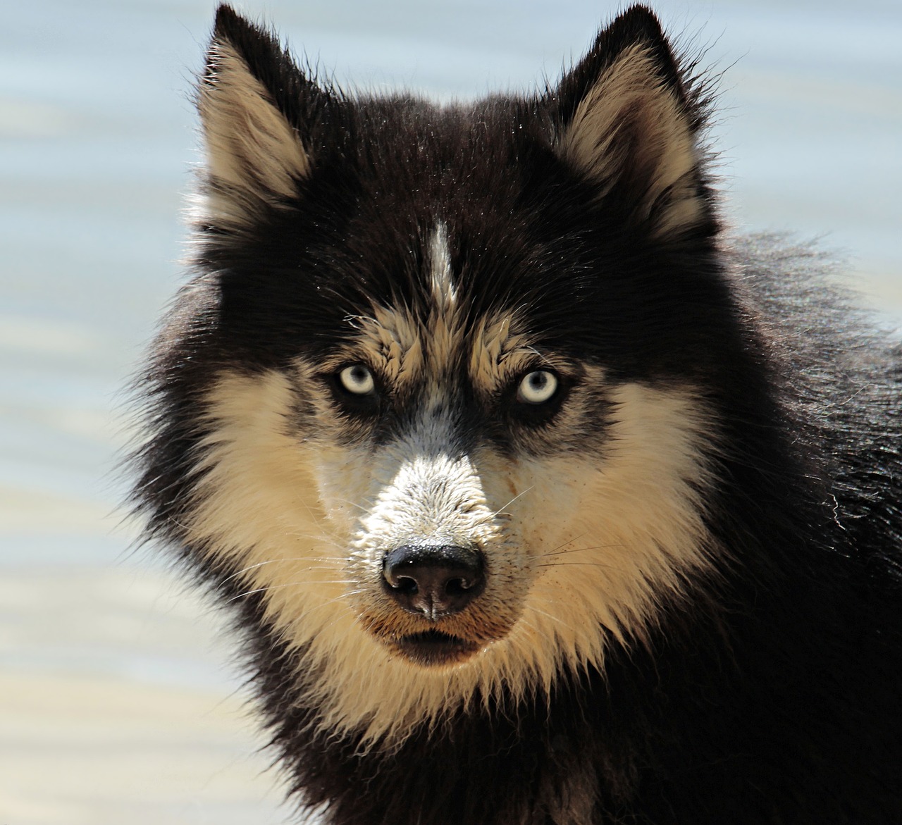 Darmflora Hund - gesunder Hund mit glänzendem Fell auf Wiese