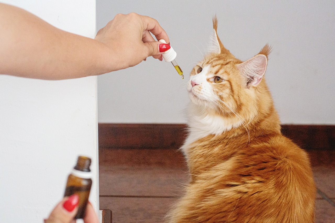 Welches Öl für Katzenfell