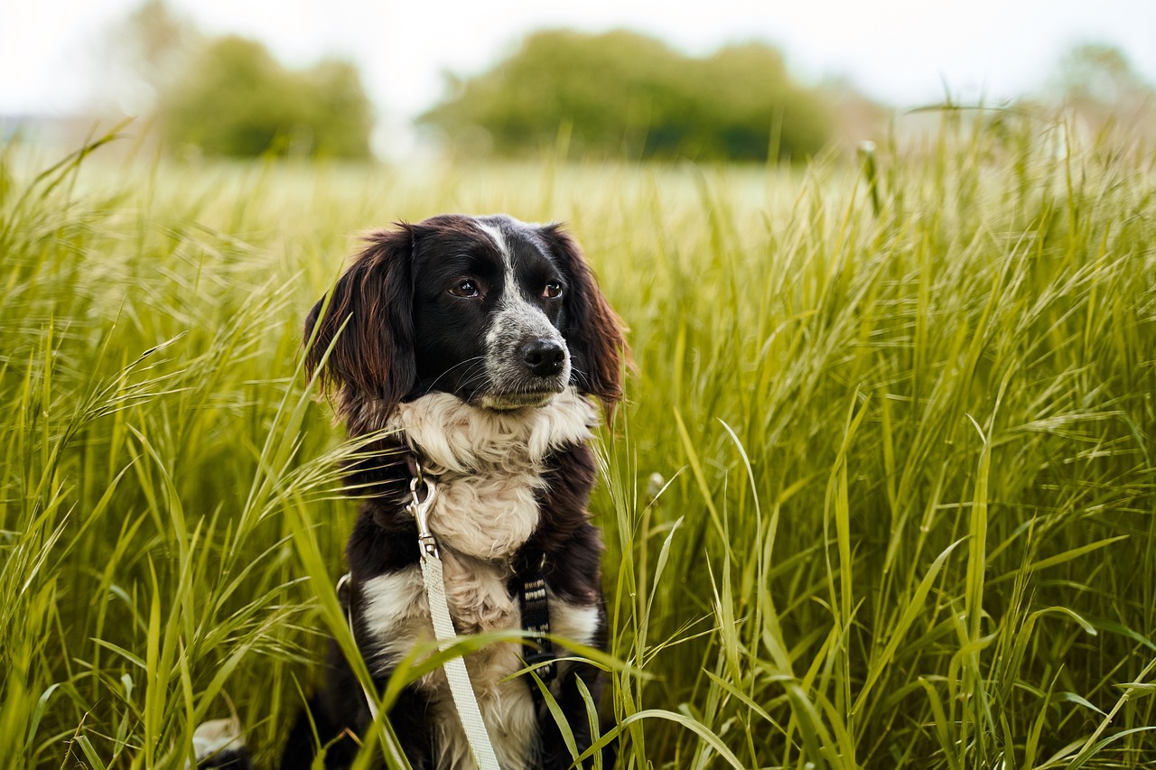 Durchfall Hund