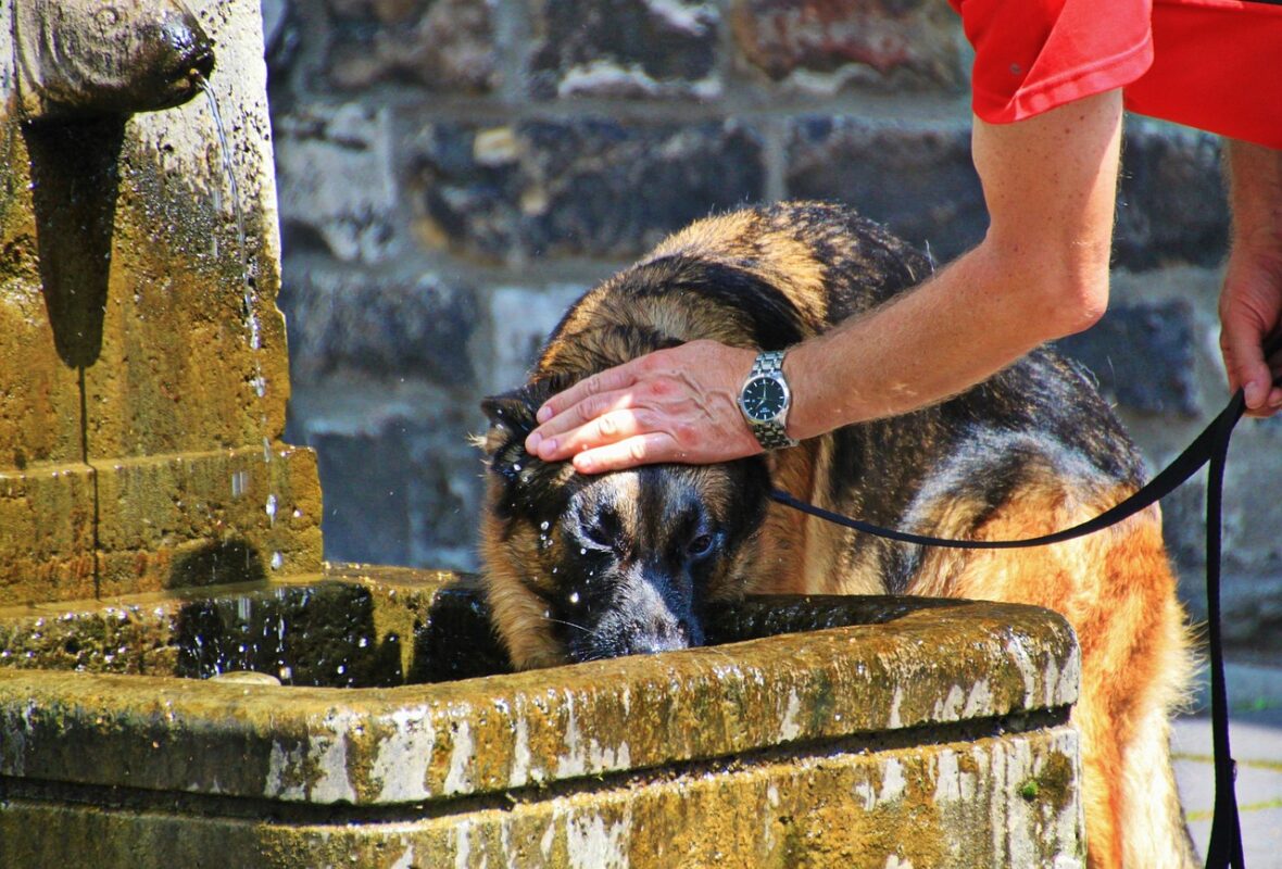 Durchfall bei Hitze kann durch erhöhten Wasserbedarf erkannt werden