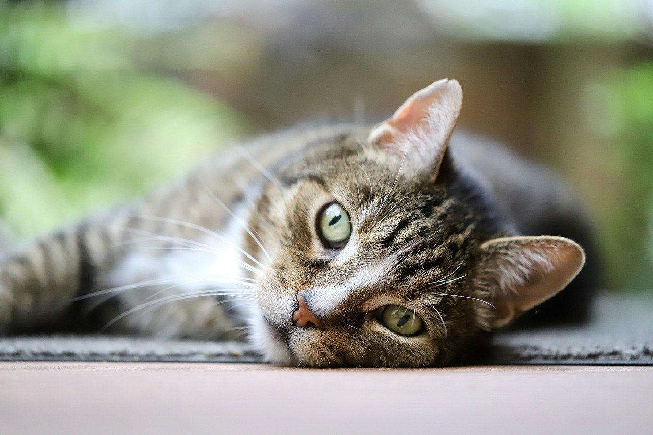 Rollige Katze