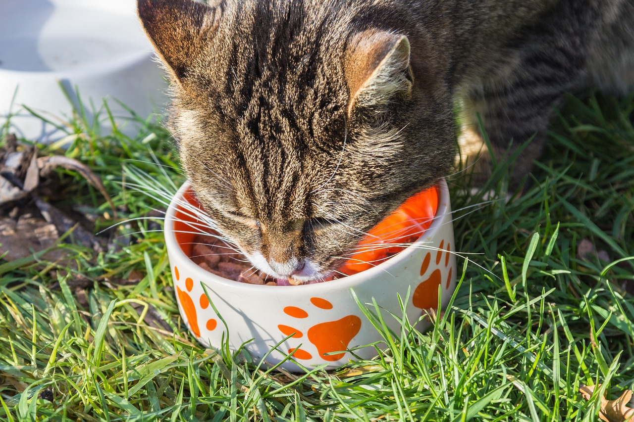 Probiotika Katze - gesunde Katze frisst aus Napf