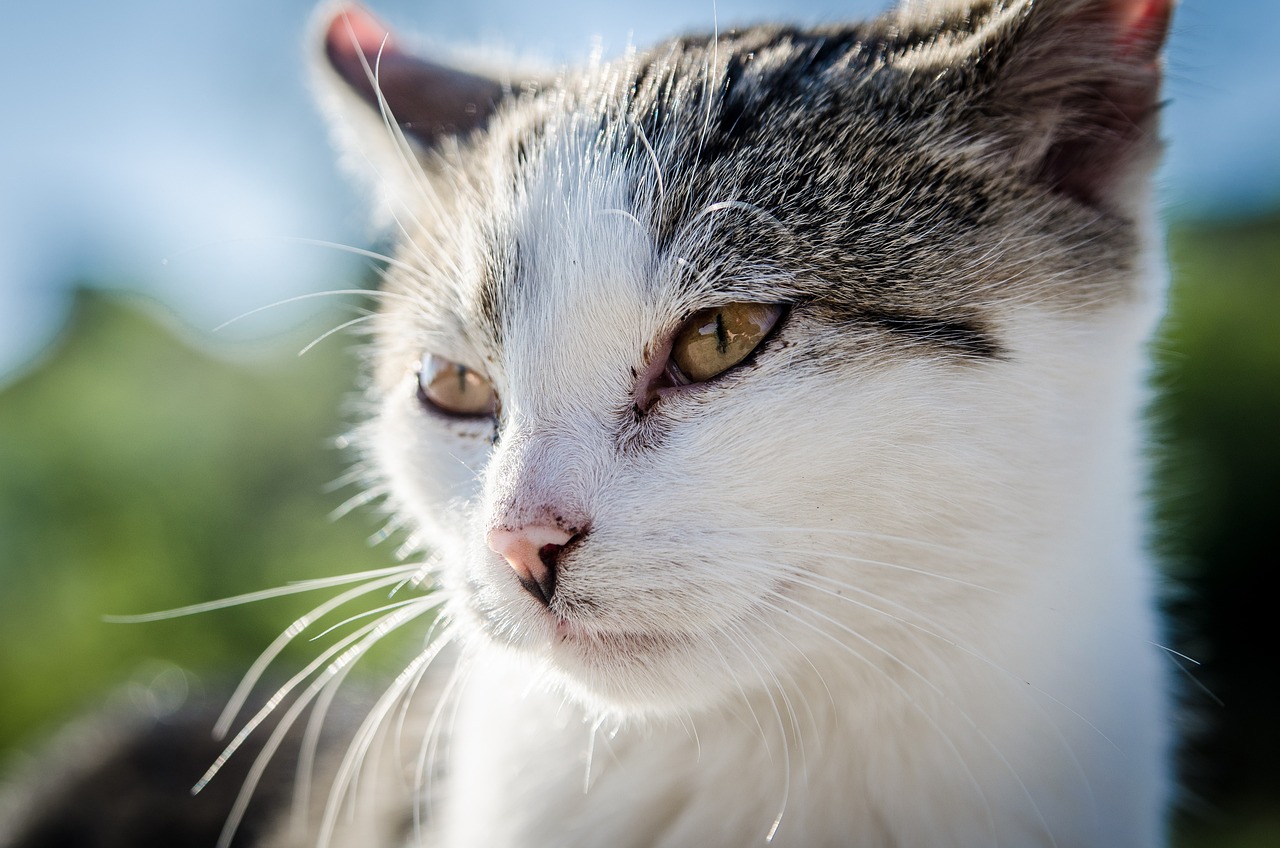 Juckreiz bei Katzen