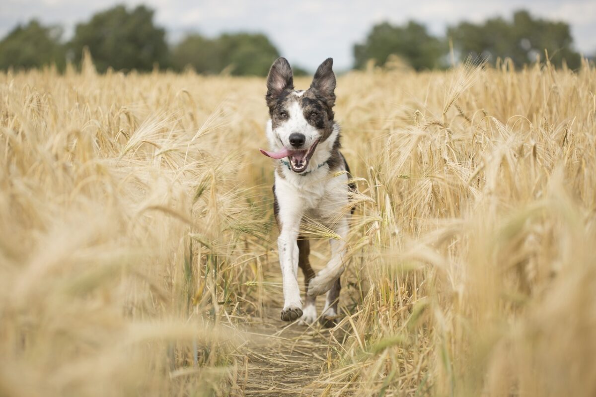 Reiskeimöl Hund Muskelaufbau – aktiver Hund beim Training