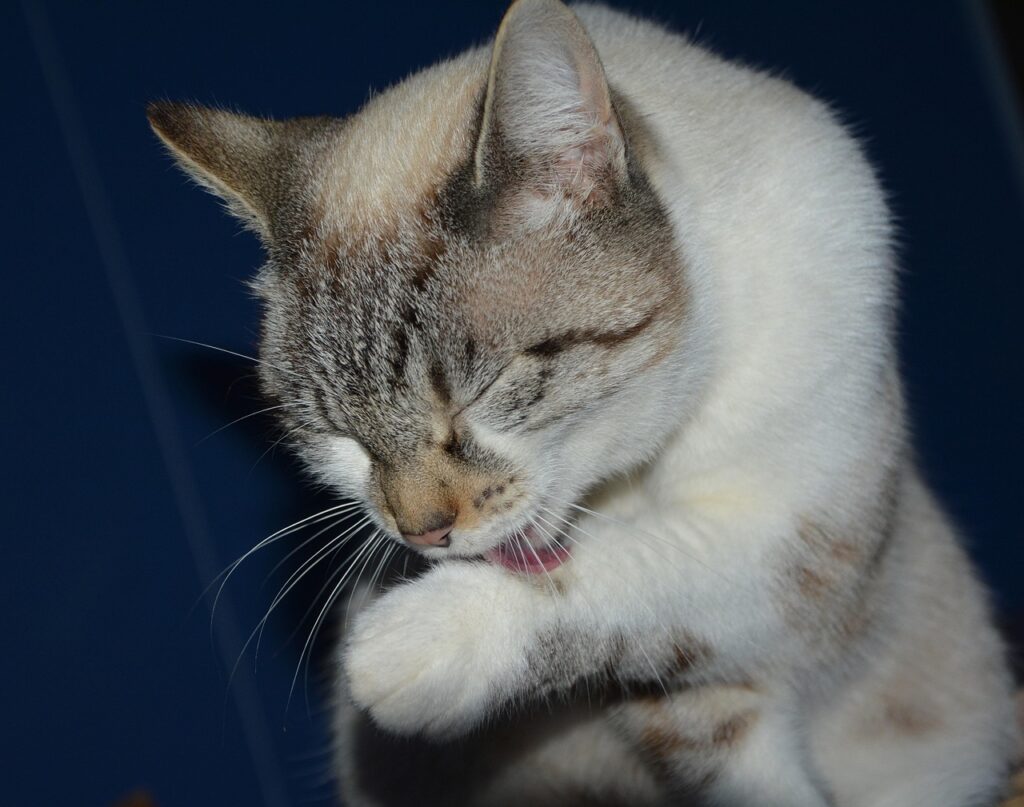 Juckreiz Katze Symptome - Katze leckt sich die Pfote