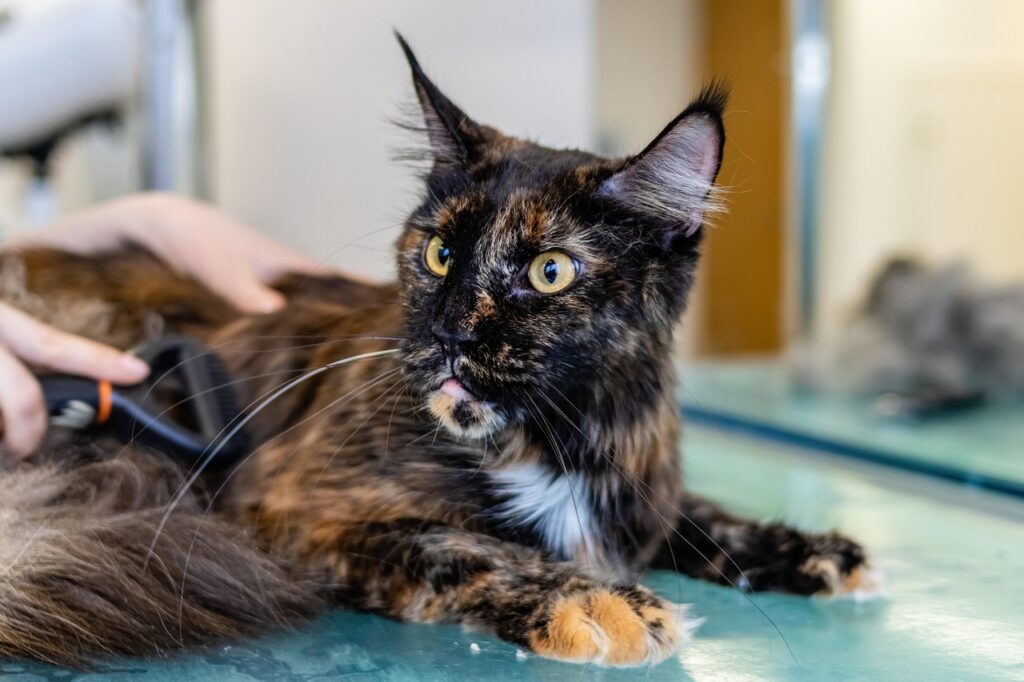 Juckreiz Katze Hausmittel - Katze wird sanft gepflegt