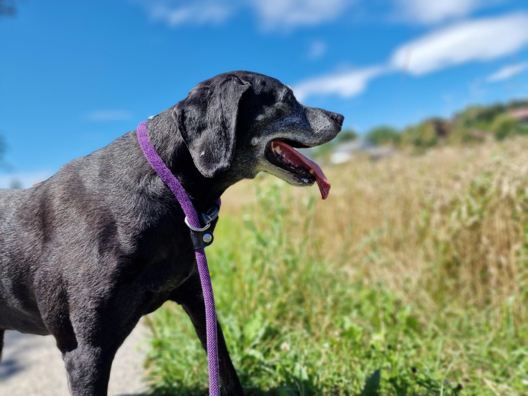 Lachsöl für Hunde - Hund mit glänzendem Fell nach Omega-3-Kur