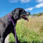 Lachsöl für Hunde - Hund mit glänzendem Fell nach Omega-3-Kur