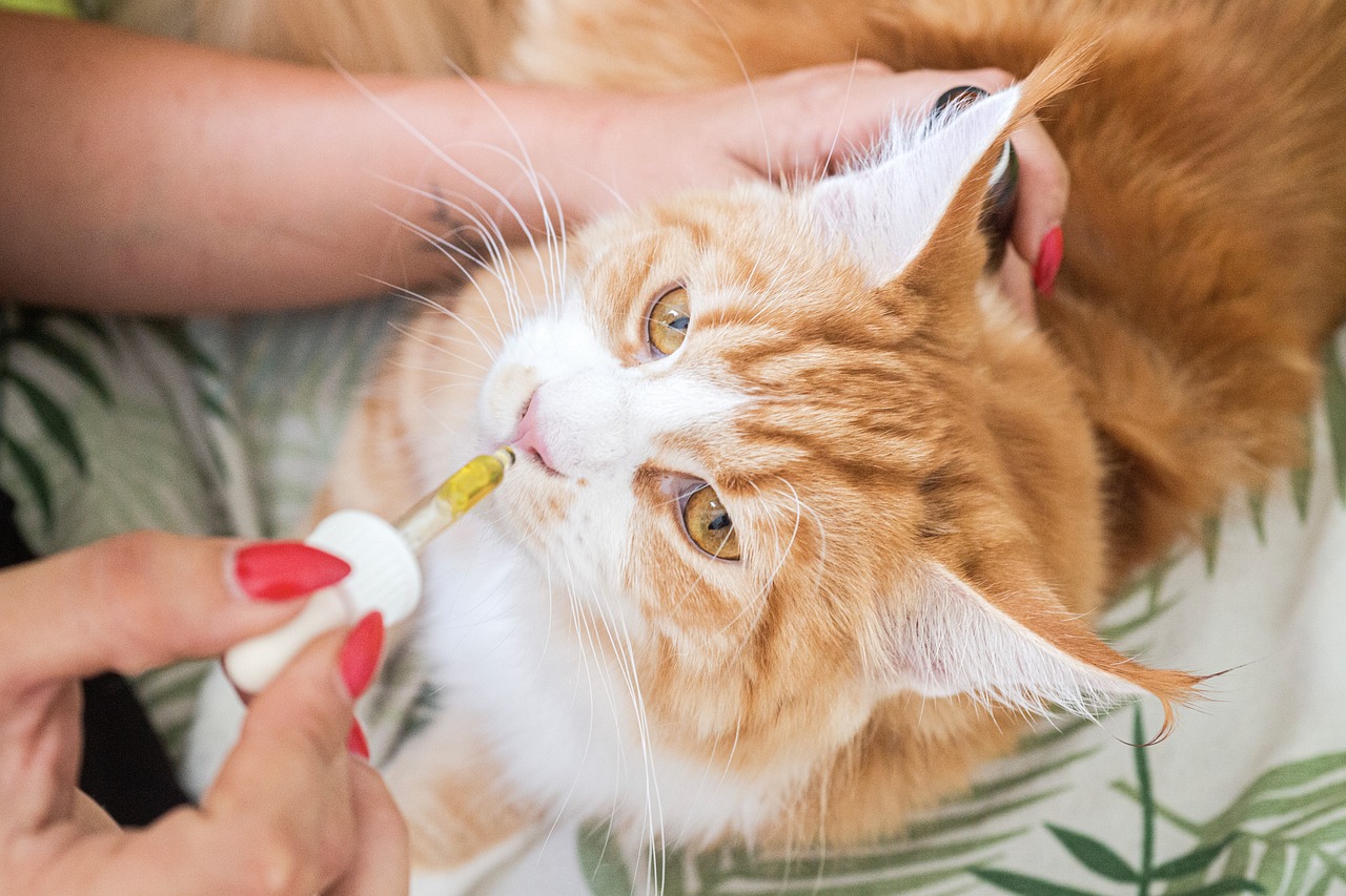 Katze CBD