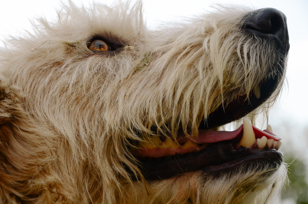 Dog teeth closeup.