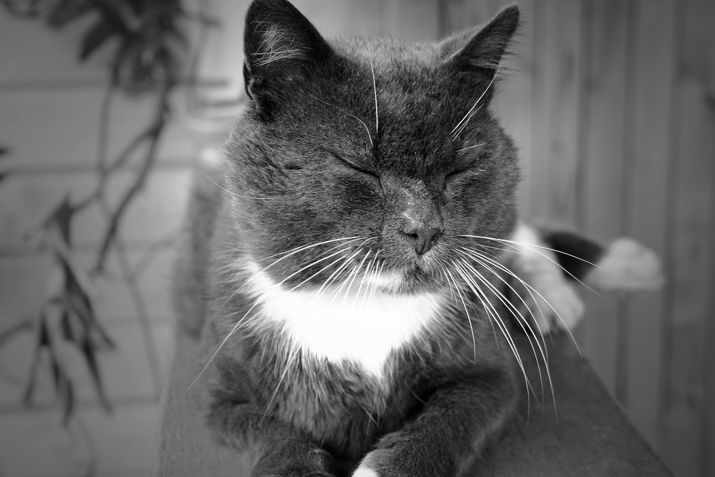 Arthrose bei Katzen erkennen