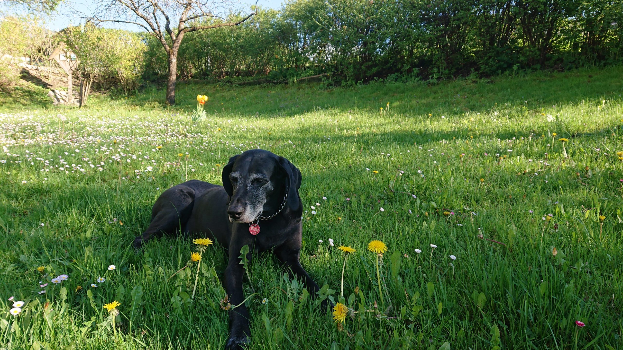 Lachsöl Hund Juckreiz – Omega-3 Entspannende Wirkung auf Hundehaut