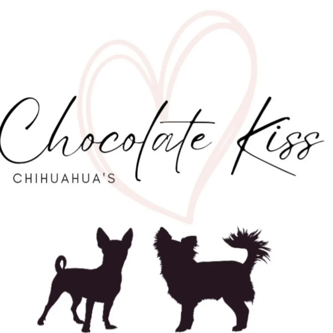 Chocolatekiss Chihuahua