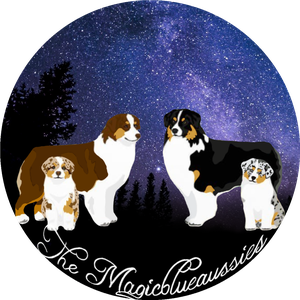 The Magic Blue Aussies