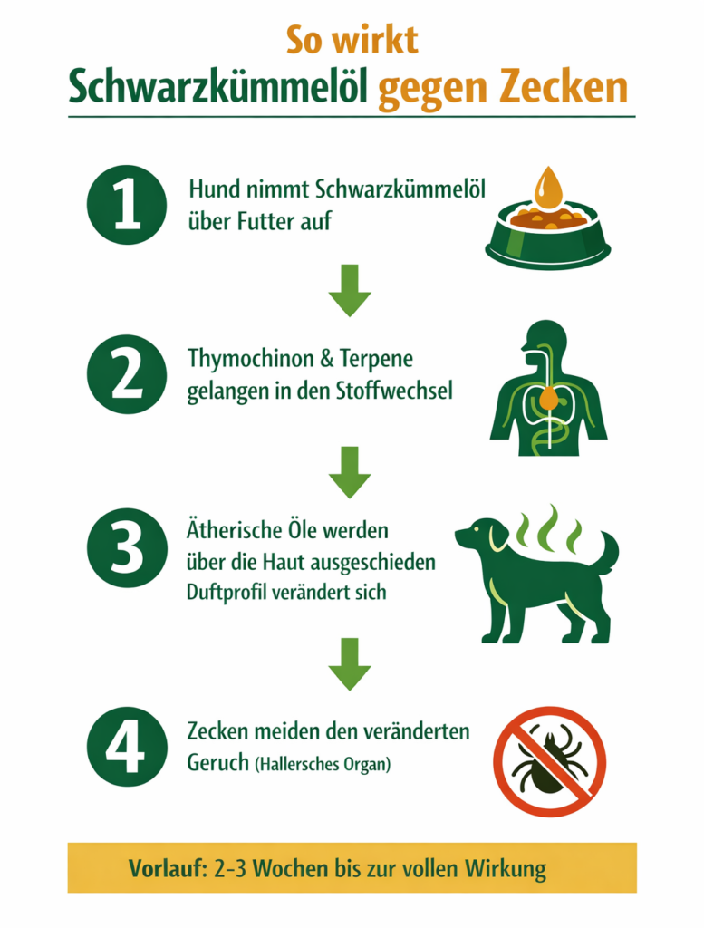 Schwarzkümmelöl Zecken Wirkung - Infografik Thymochinon und Zeckenabwehr