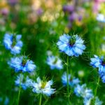 Schwarzkümmelöl Hund – natürlicher Zeckenschutz beim Waldspaziergang