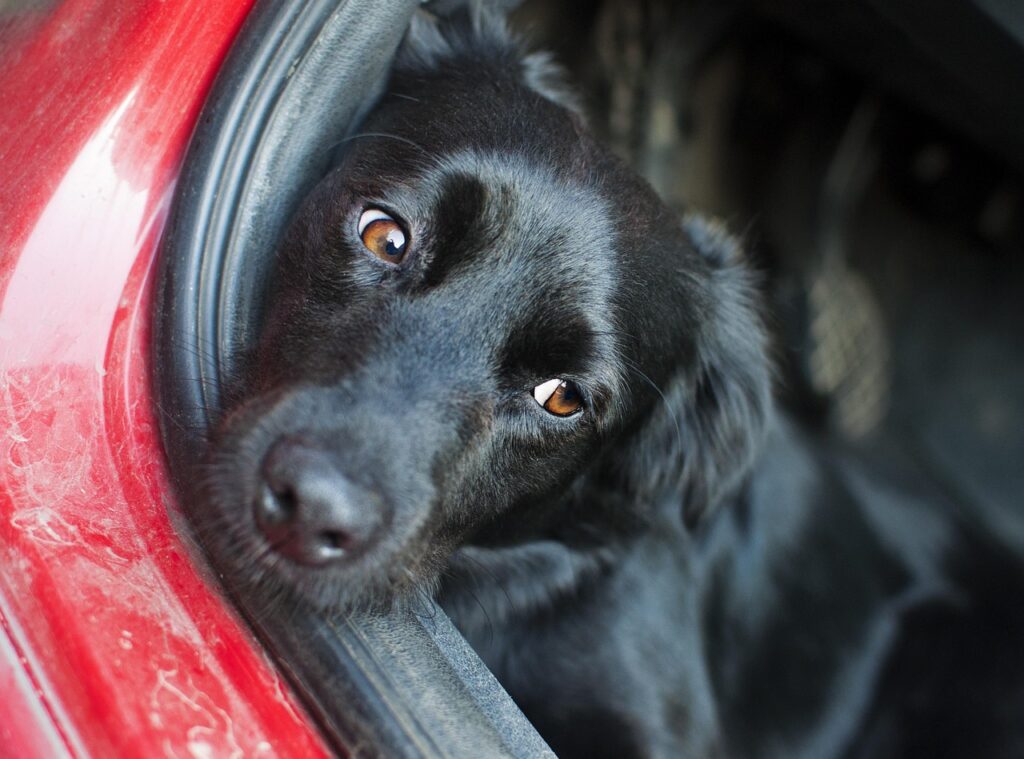 Hanföl Hund - Hund mit glänzendem gesundem Fell