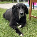 Senior Hund - älterer Hund liegt entspannt in Garten