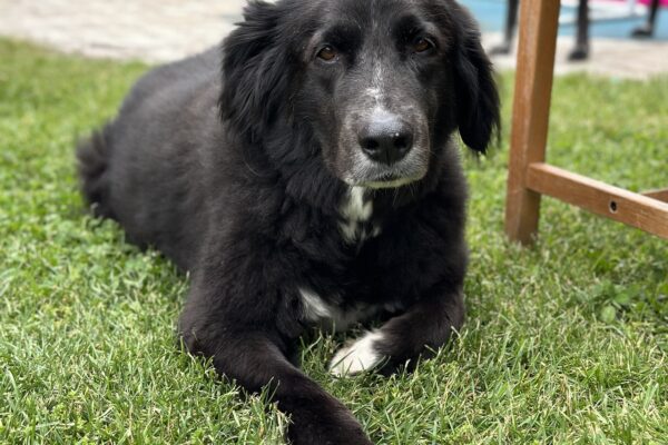 Senior Hund - älterer Hund liegt entspannt in Garten