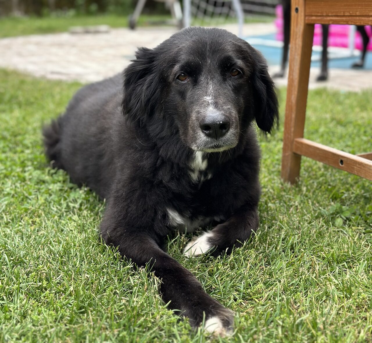 Senior Hund: Ernährung, die besten Öle und was dein Vierbeiner jetzt braucht