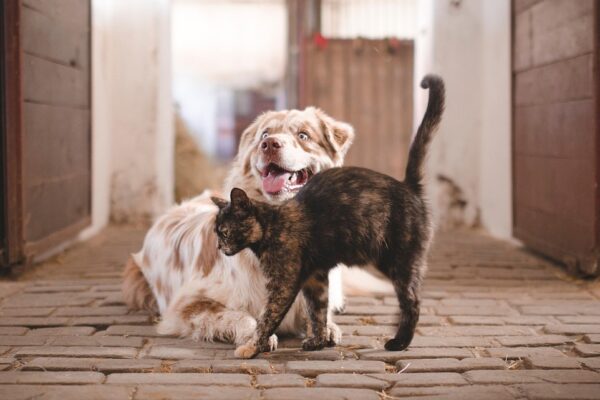 Darmgesundheit Hund und Katze – vitaler Hund und Katze beim gemeinsamen Fressen