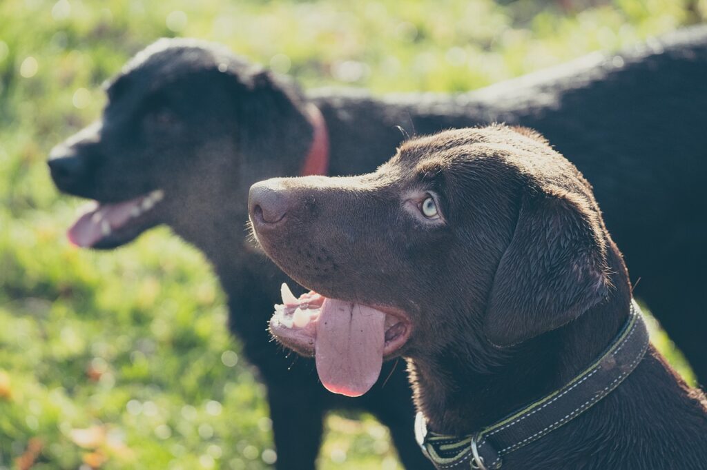 Leinöl Hund - zufriedener Hund mit glänzendem Fell im Sonnenlicht