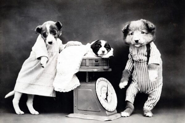 Hund wiegen zu Hause auf Waage