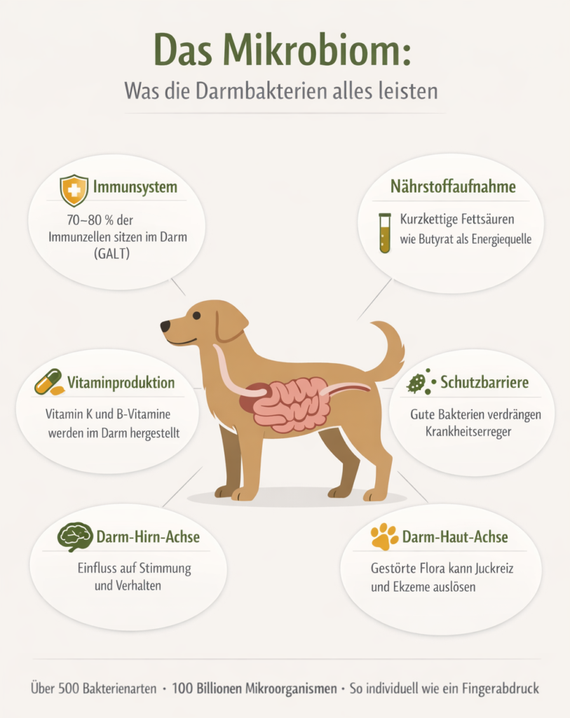 Darmgesundheit Hund – Infografik Mikrobiom und Darmflora Funktionen