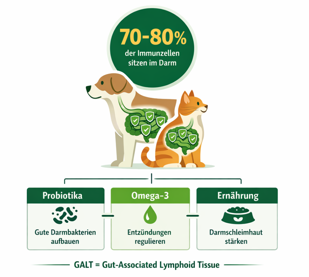 Immunsystem Hund Katze - Darm-Immunsystem-Verbindung Infografik