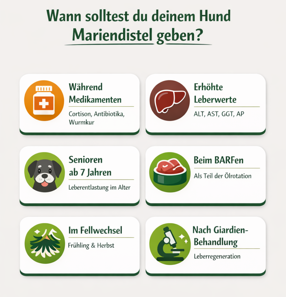 Mariendistelöl Hund Leber - Wirkung auf Leberfunktion und Fettstoffwechsel