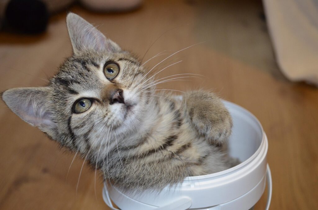 Katze wiegen - vielleicht im Eimer?