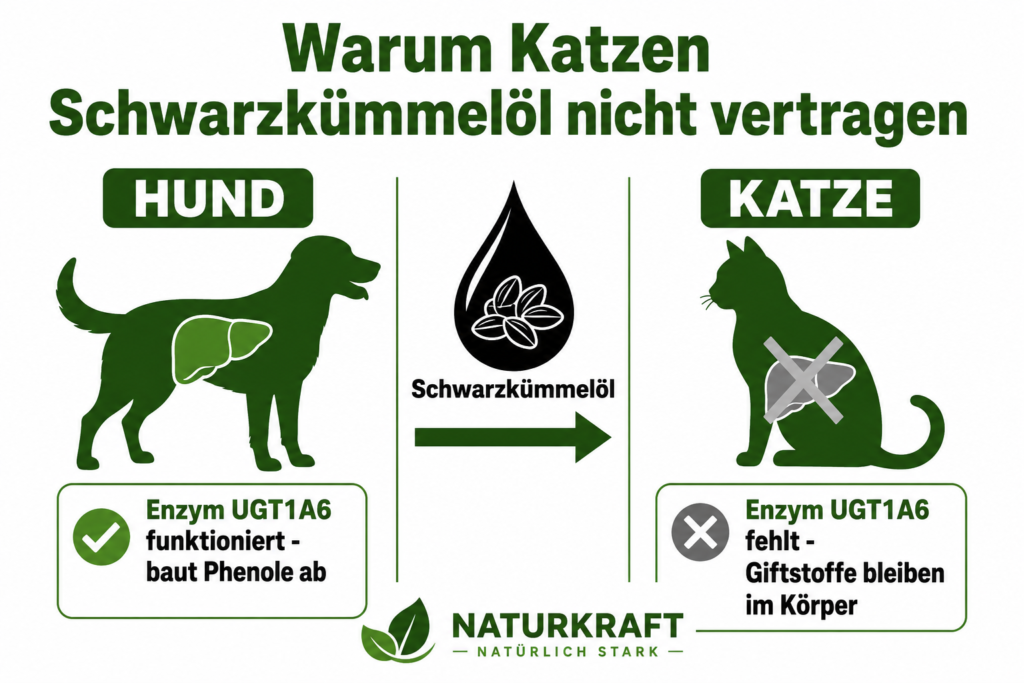 Infografik Warum Katzen Schwarzkümmelöl nicht abbauen (Stoffwechsel-Vergleich)