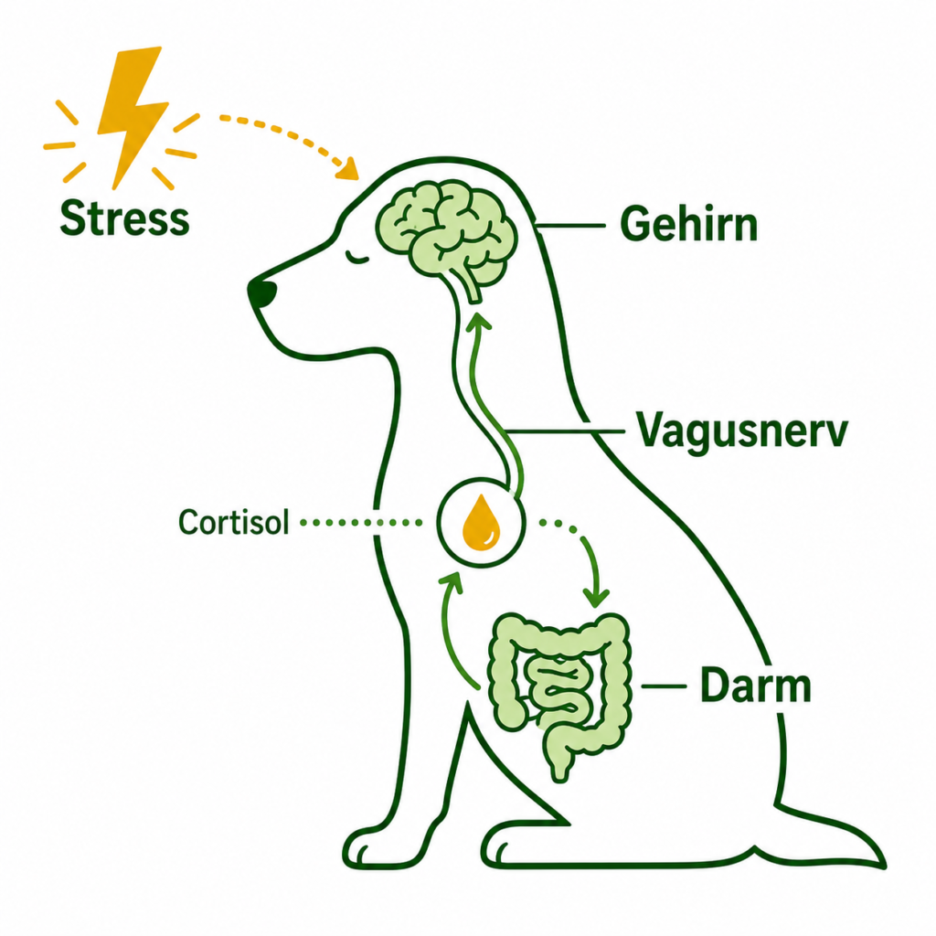 Infografik Darm-Hirn-Achse beim Hund: Gehirn, Vagusnerv und Darm bei Stress