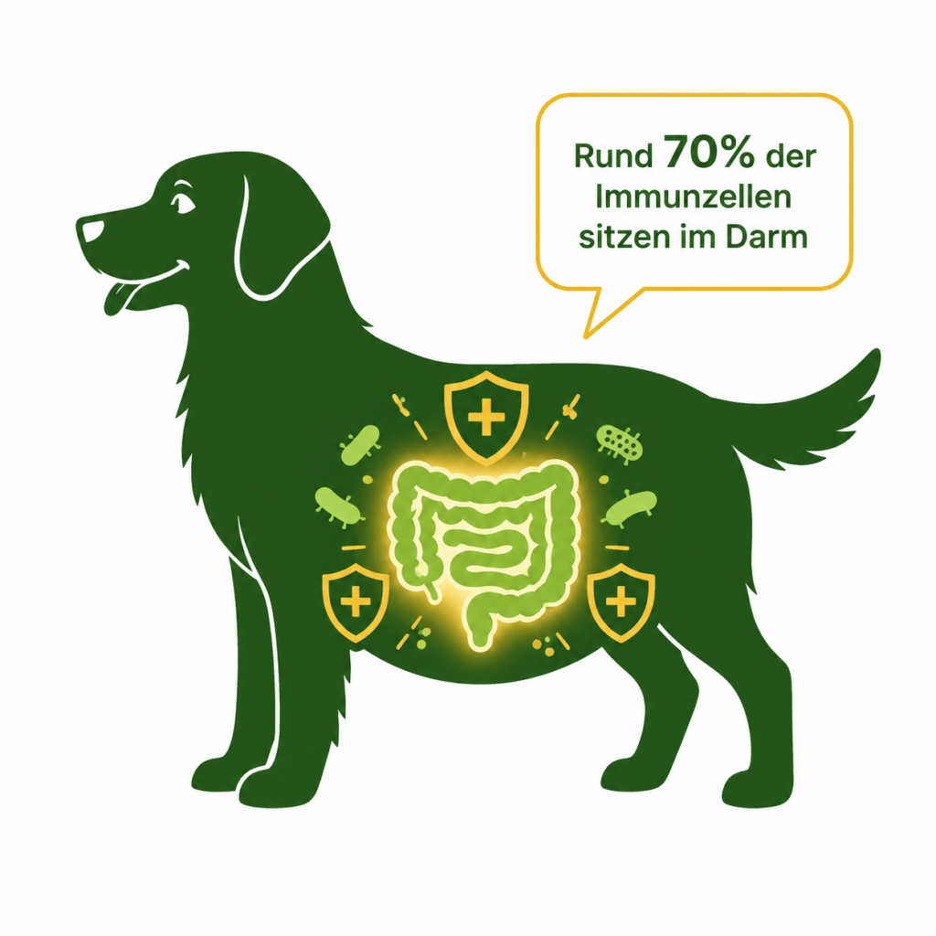 Infografik zur Rolle des Darms für das Immunsystem des Hundes mit rund 70 Prozent der Immunzellen